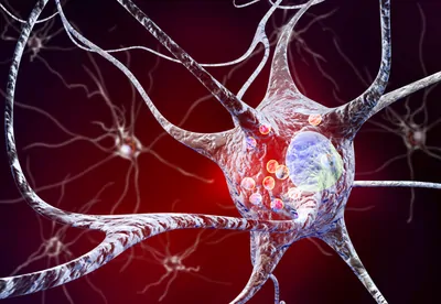3D illustration showing neurons inside the brain